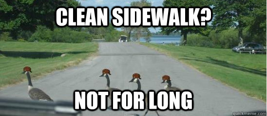 Clean sidewalk? NOT FOR LONG - Clean sidewalk? NOT FOR LONG  Scumbag Geese