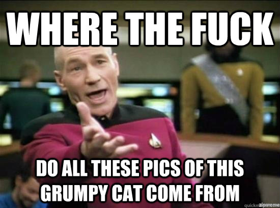 Where the fuck do all these pics of this grumpy cat come from  