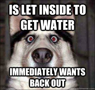 Is let inside to get water Immediately wants back out - Is let inside to get water Immediately wants back out  Misc