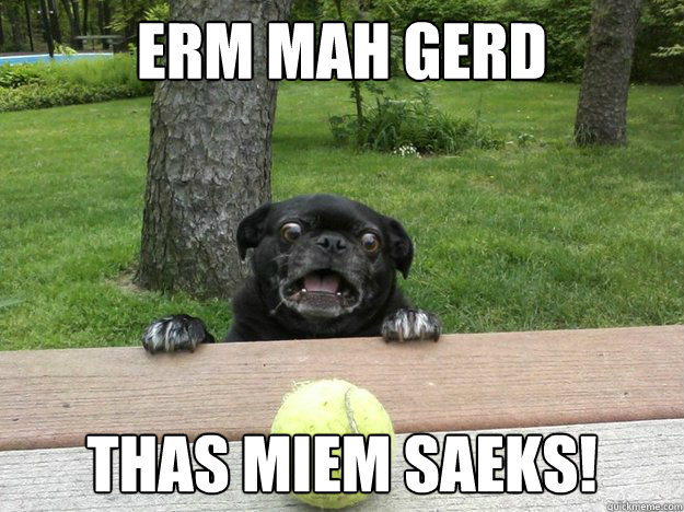 ERM MAH GERD THAS MIEM SAEKS!  Berks Dog