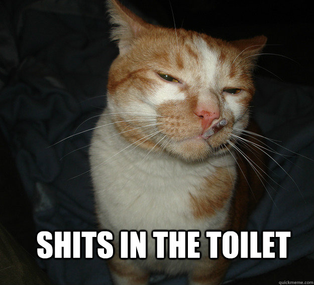 shits in the toilet  Cool Cat Craig