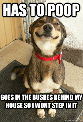 Has to poop Goes in the bushes behind my house so i wont step in it  Good Dog Greg