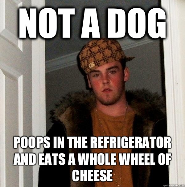 Not a dog Poops in the refrigerator and eats a whole wheel of cheese  Scumbag Steve