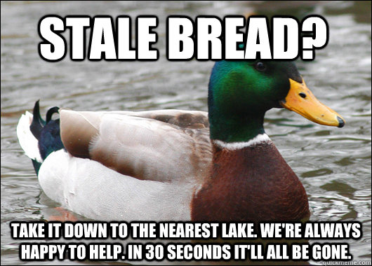 Stale bread? take it down to the nearest lake. We're always happy to help. In 30 seconds it'll all be gone.  Actual Advice Mallard