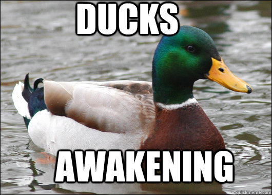 DUCKS  AWAKENING  Actual Advice Mallard