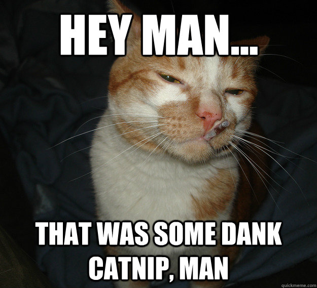 hey man... that was some dank  catnip, man  Cool Cat Craig