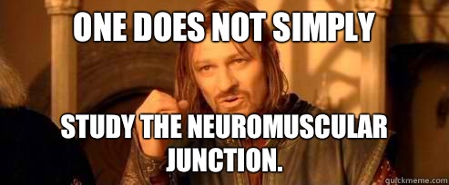 One does not simply Study the Neuromuscular Junction.  One Does Not Simply