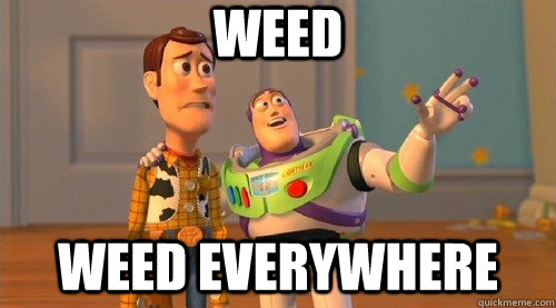 Weed weed everywhere  Buzz Kill