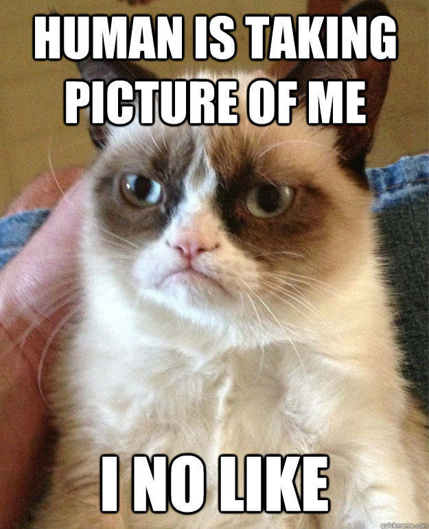 human is taking picture of me I NO LIKE - human is taking picture of me I NO LIKE  Misc