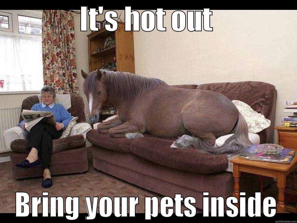Cold Horse - IT'S HOT OUT BRING YOUR PETS INSIDE Misc
