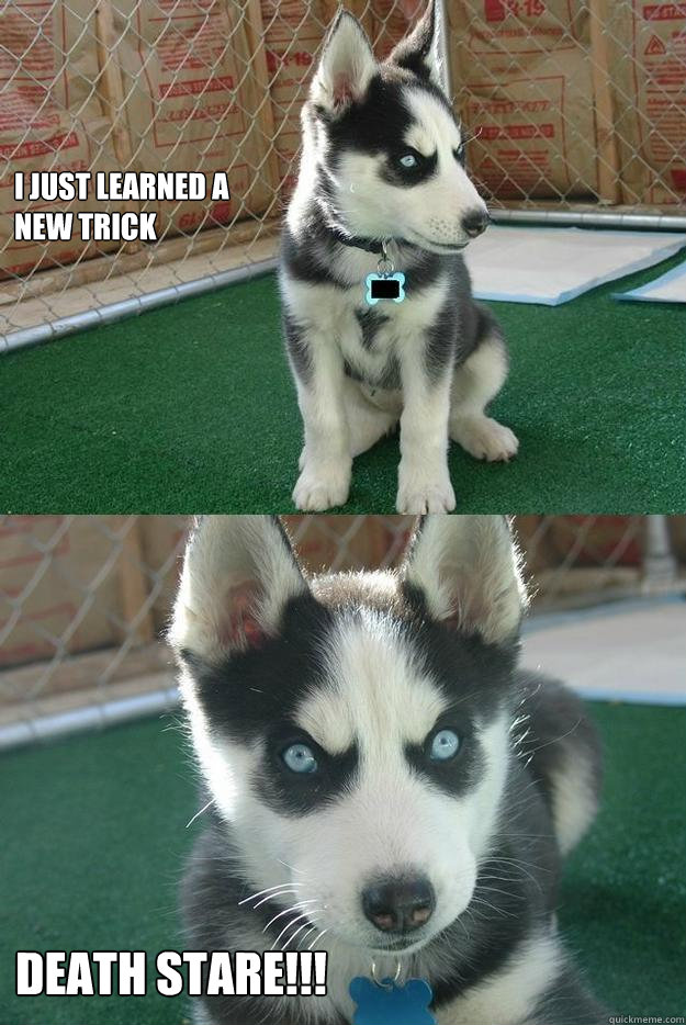 i just learned a new trick death stare!!!  Insanity puppy