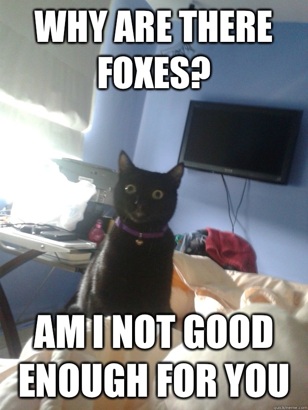 Why are there foxes? Am I not good enough for you  overly attached cat