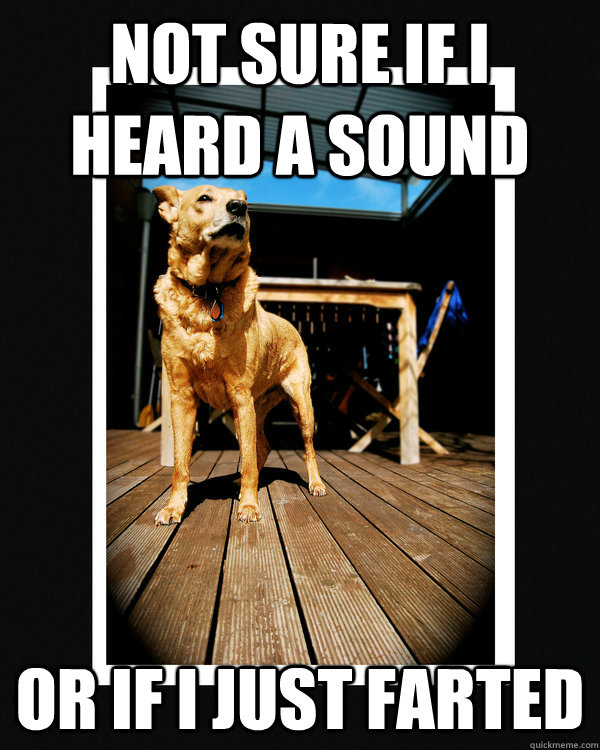 not sure if i heard a sound or if i just farted  Aging Guard Dog