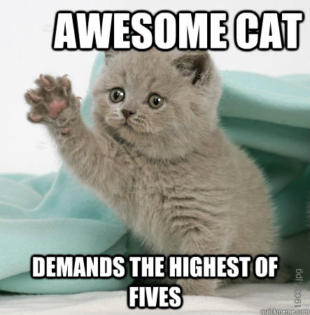 Awesome cat demands the highest of fives  High Five Cat