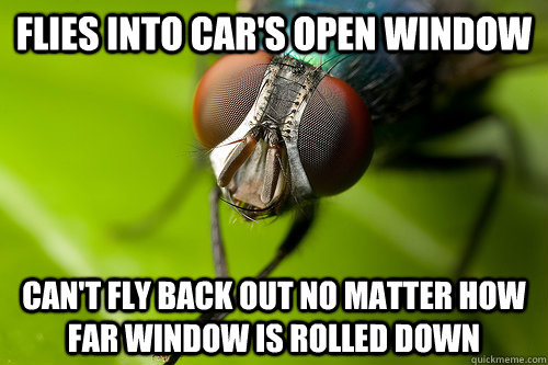 Flies into car's open window Can't fly back out no matter how far window is rolled down  Stupid Annoying Fly