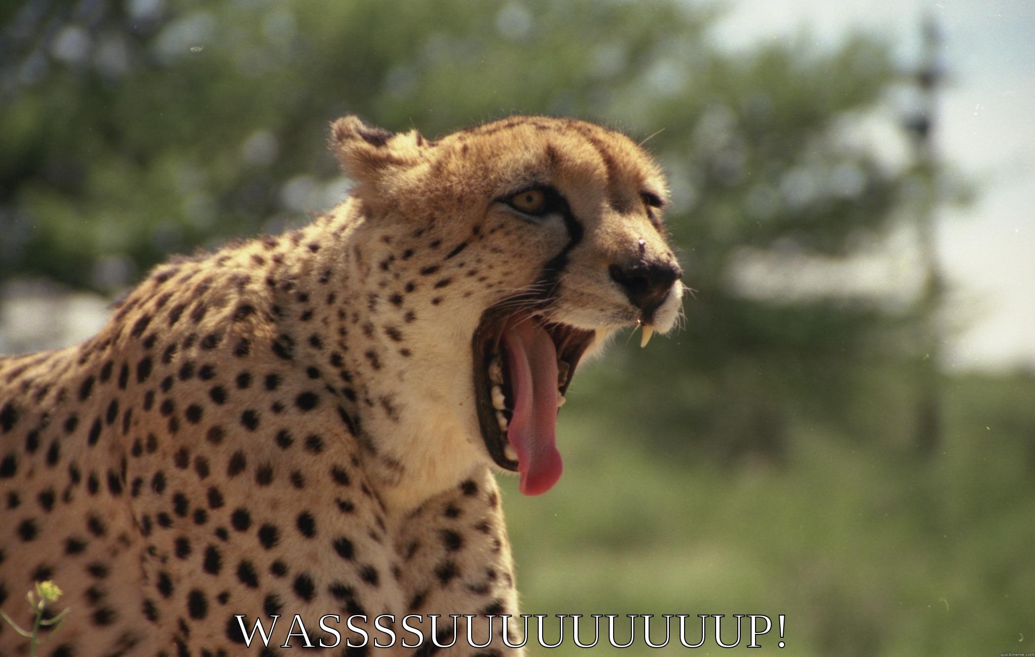  WASSSSUUUUUUUUUP! Misc