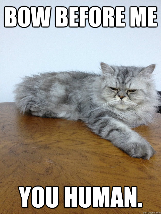 bow before me you human. - bow before me you human.  God Cat
