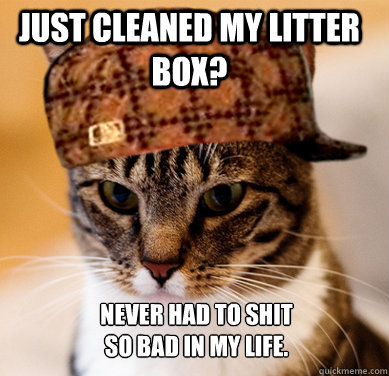 Just cleaned my litter box? Never had to shit so bad in my life.  Scumbag Cat