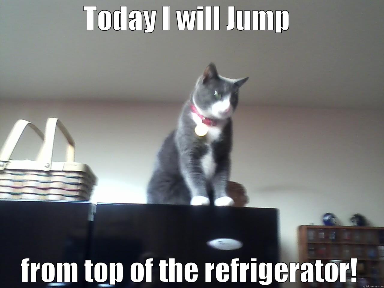 TODAY I WILL JUMP  FROM TOP OF THE REFRIGERATOR! Misc