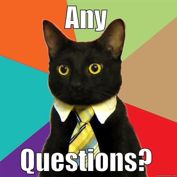 any questions cat - ANY QUESTIONS? Business Cat