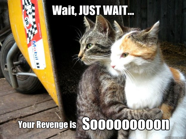 Wait, JUST WAIT... Your Revenge is Sooooooooon  Restraining Cat