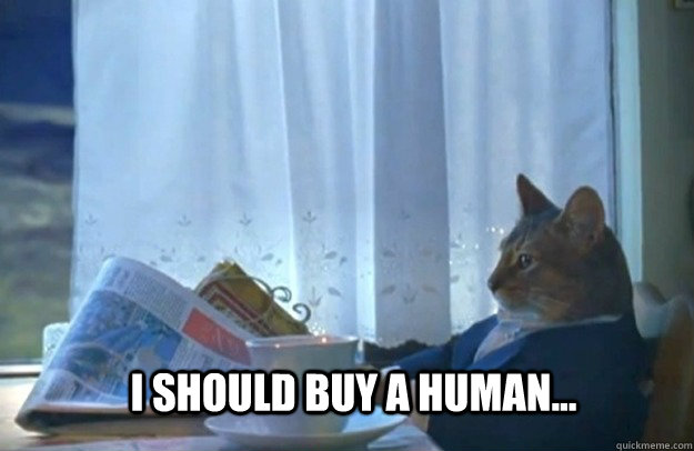 I should buy a Human...  Sophisticated Cat