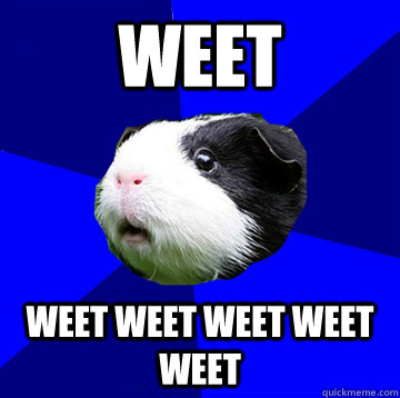 WEET weet weet weet weet weet  Jumpy Guinea Pig