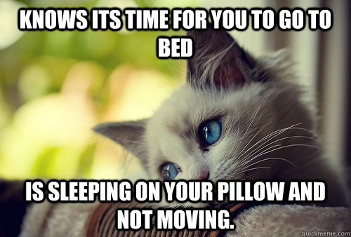 knows its time for you to go to bed is sleeping on your pillow and not moving.  First World Problems Cat