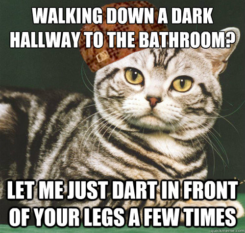 Walking down a dark hallway to the bathroom? let me just dart in front of your legs a few times - Walking down a dark hallway to the bathroom? let me just dart in front of your legs a few times  Misc