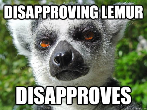Disapproving Lemur Disapproves  
