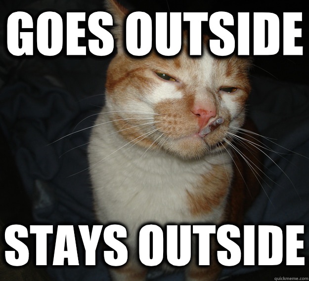 Goes outside Stays outside  Good Guy Cat