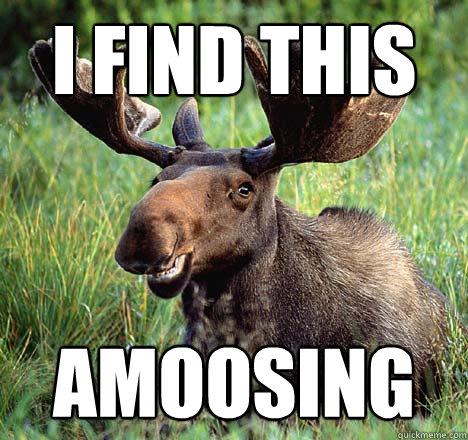 I find this Amoosing - I find this Amoosing  Amoosing Moose