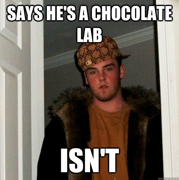 Says he's a chocolate lab Isn't  Scumbag Steve