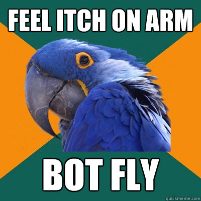 Feel itch on arm Bot fly  Paranoid Parrot