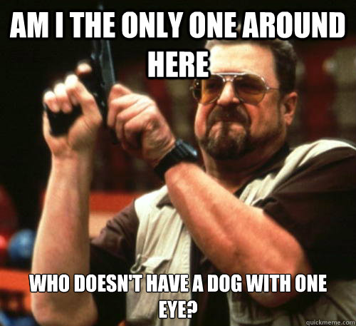 Am i the only one around here Who doesn't have a dog with one eye?  Am I The Only One Around Here