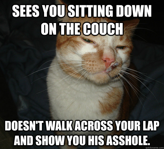 Sees you sitting down on the couch Doesn't walk across your lap and show you his asshole.  Good Guy Cat