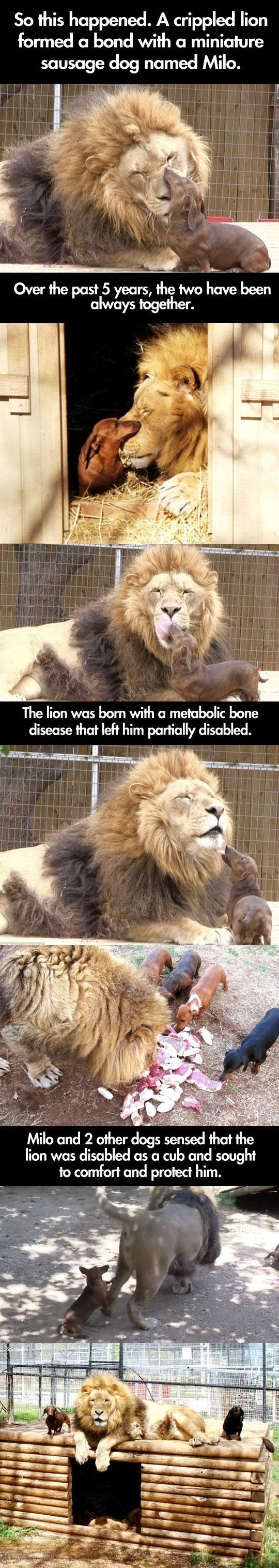 You Won't Believe Who Became Friends With This Lion... -   Misc