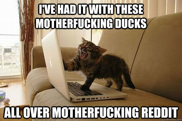 I've had it with these motherfucking ducks All over motherfucking Reddit - I've had it with these motherfucking ducks All over motherfucking Reddit  Mad Cat