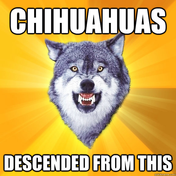 Chihuahuas descended from this  Courage Wolf