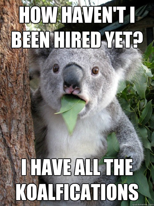 How haven't I been hired yet? I have all the koalfications - How haven't I been hired yet? I have all the koalfications  Surprised Koala