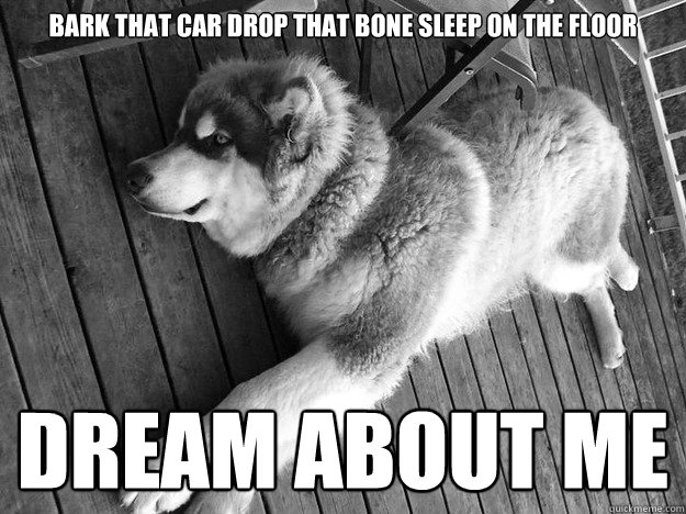 bark that car drop that bone sleep on the floor dream about me - bark that car drop that bone sleep on the floor dream about me  angsty dog