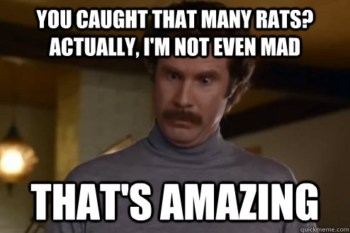 You caught that many rats? Actually, I'm not even mad That's Amazing - You caught that many rats? Actually, I'm not even mad That's Amazing  Anchorman