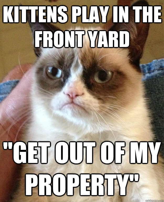 Kittens play in the front yard 