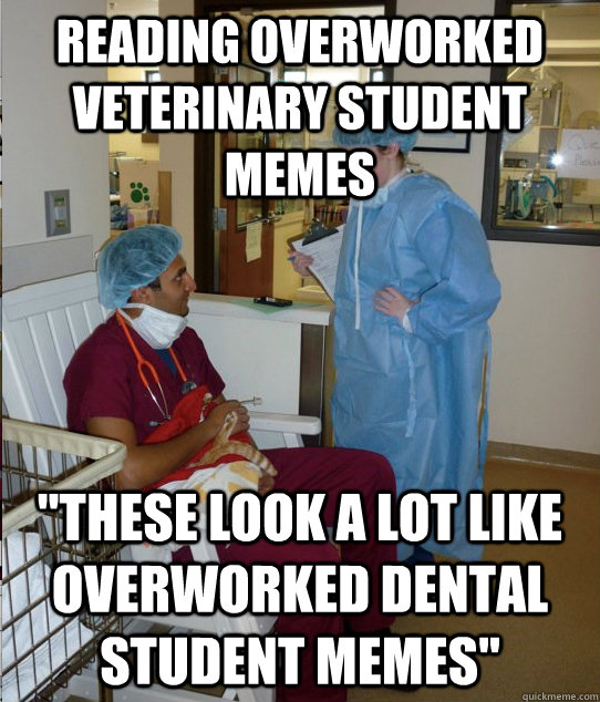 reading overworked veterinary student memes 
