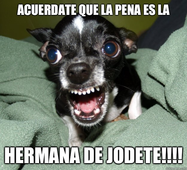 Acuerdate que la pena es la hermana de jodete!!!!  Chihuahua Logic