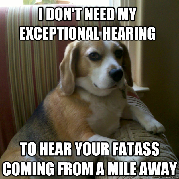 i don't need my exceptional hearing to hear your fatass coming from a mile away  judgmental dog