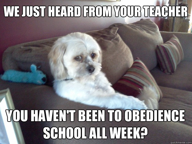 We just heard from your teacher You haven't been to obedience school all week?  