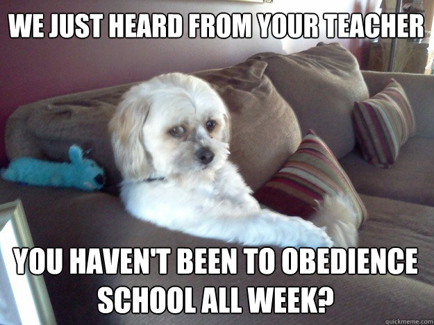 We just heard from your teacher You haven't been to obedience school all week? - We just heard from your teacher You haven't been to obedience school all week?  Disappointed Doggy