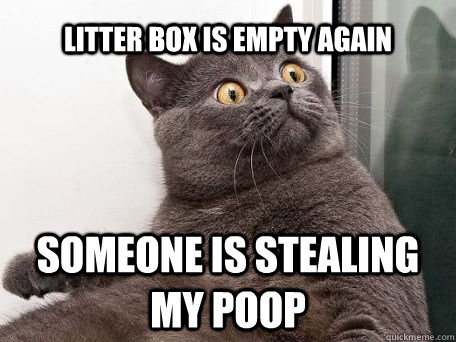 Litter box is empty again someone is stealing my poop - Litter box is empty again someone is stealing my poop  conspiracy cat