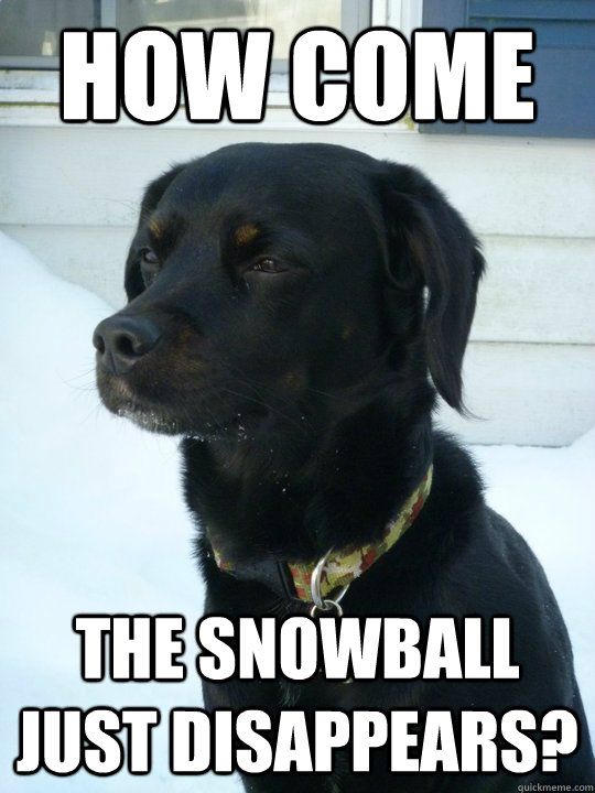 How come The snowball just disappears?  Philosophical Puppy